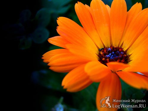 Успокоить Солнечные ожоги с маслом календулы Успокоить Солнечные ожоги с маслом календулы