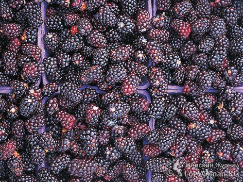 Ежевика 
