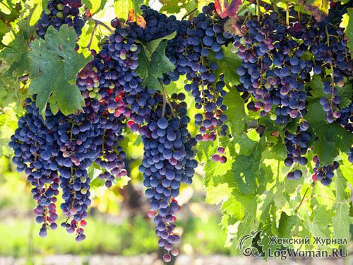 Виноград 
