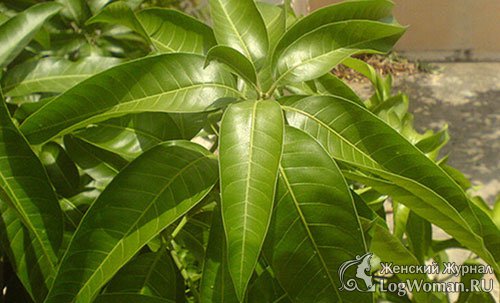 Листья манго Листья манго