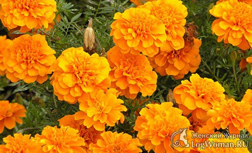 Календула Календула