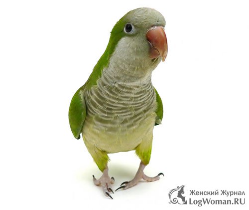 Птицы Птицы