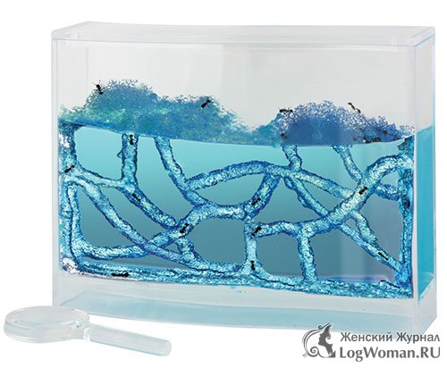 Муравьи Муравьи