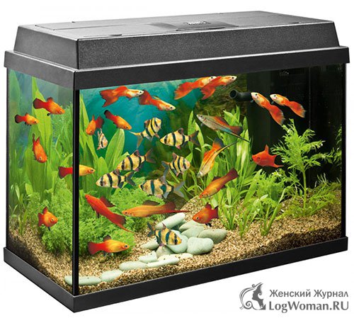 Аквариум Аквариум