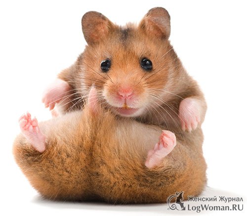 Хомячки  Хомячки