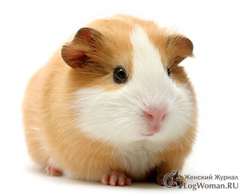 Морские свинки Морские свинки