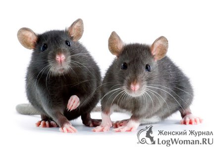 Крысы Крысы