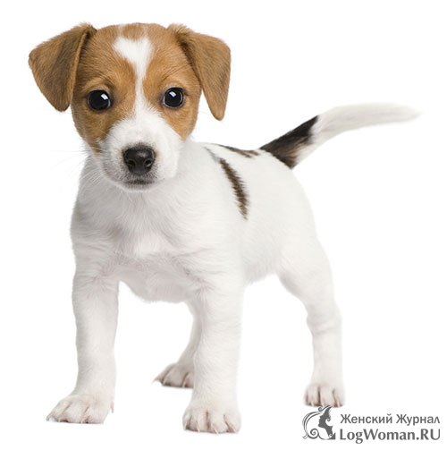 Джек-Рассел-Терьер Джек-Рассел-Терьер