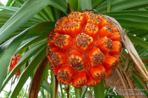 Лечебный чай с успокаивающим и болеутоляющим эффектом из листьев Пандана