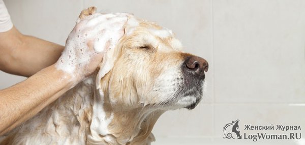 Как правильно ухаживать за собакой? Как правильно ухаживать за собакой?