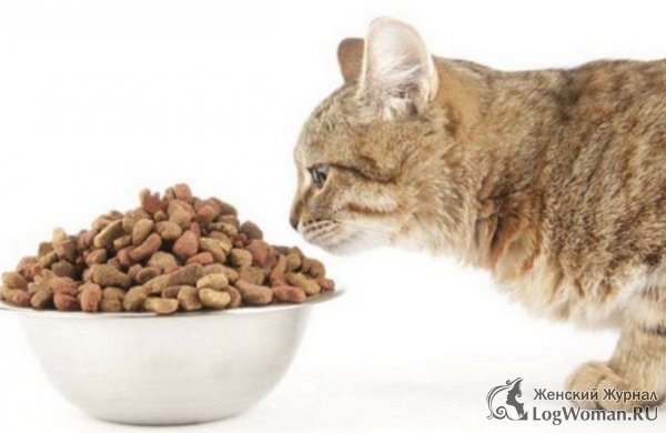 Плюсы сухих кормов для кошек Плюсы сухих кормов для кошек