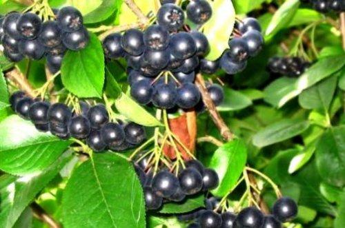 Арония черноплодная лечебные свойства