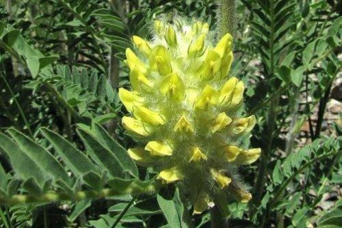 Астрагал лечебные свойства