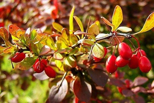 Барбарис лечебные свойства