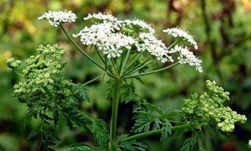 Болиголов пятнистый лечебные свойства, противопоказания