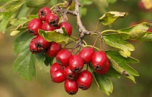 Боярышник: полезные свойства, противопоказания