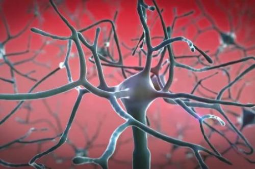 Учёные нашли в мозге человека неизвестные ранее клетки