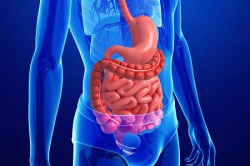 Рак кишечника могут вызывать бактерии