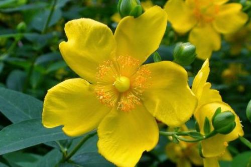 Одно растение поможет от депрессии, вылечит сердце, ЖКТ и кожу