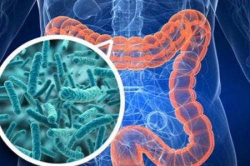 Кишечные бактерии могут быть виновны в развитии диабета