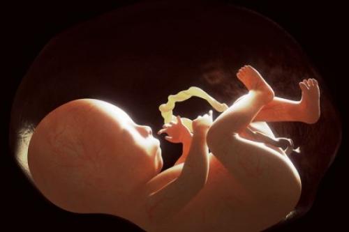 Генетическую модификацию людей будет контролировать ВОЗ