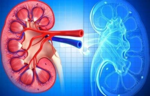 Как проявляется воспаление почек?