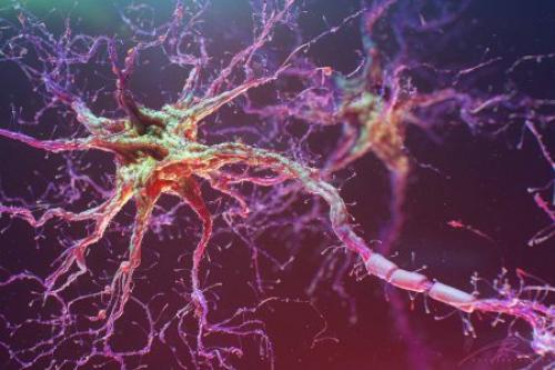 Причина ожирения и тревожности может быть в мозге