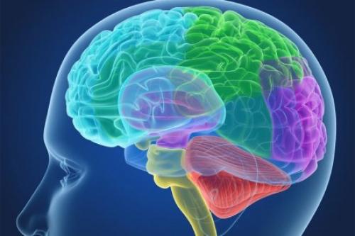 Между ожирением и размером мозга обнаружена связь